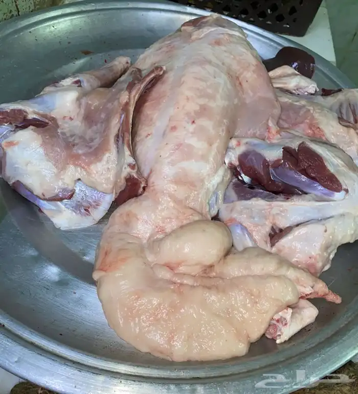 ذبايح طليان حري يتوفر ذبح توصيل ذبايح تجمل 2