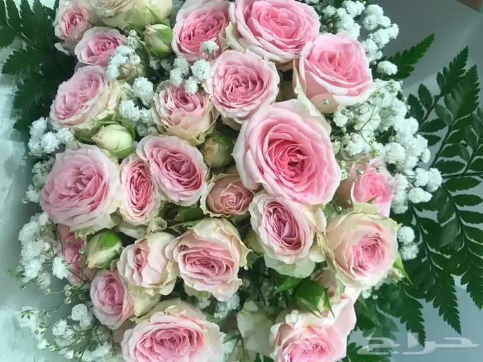 مدرسة خصوصية احياء المواد الطبية 0