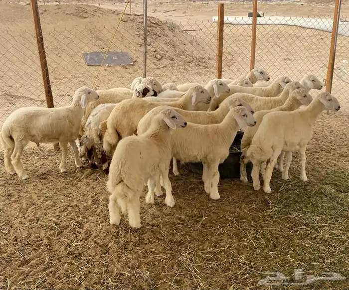 ذبايح طليان حري يتوفر ذبح توصيل ذبايح تجمل 4