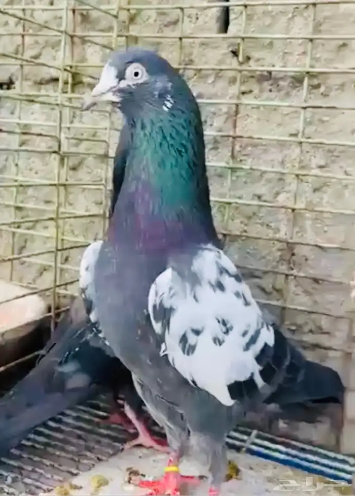 تم البيع تيدي شينا أساس منتج 1