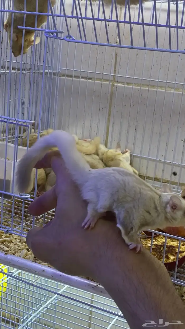 سنجاب شوقر قلايدر كريمي 3