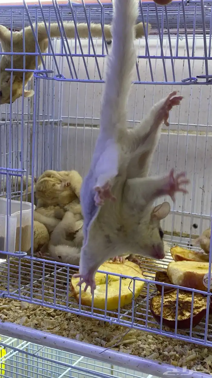 سنجاب شوقر قلايدر كريمي 6