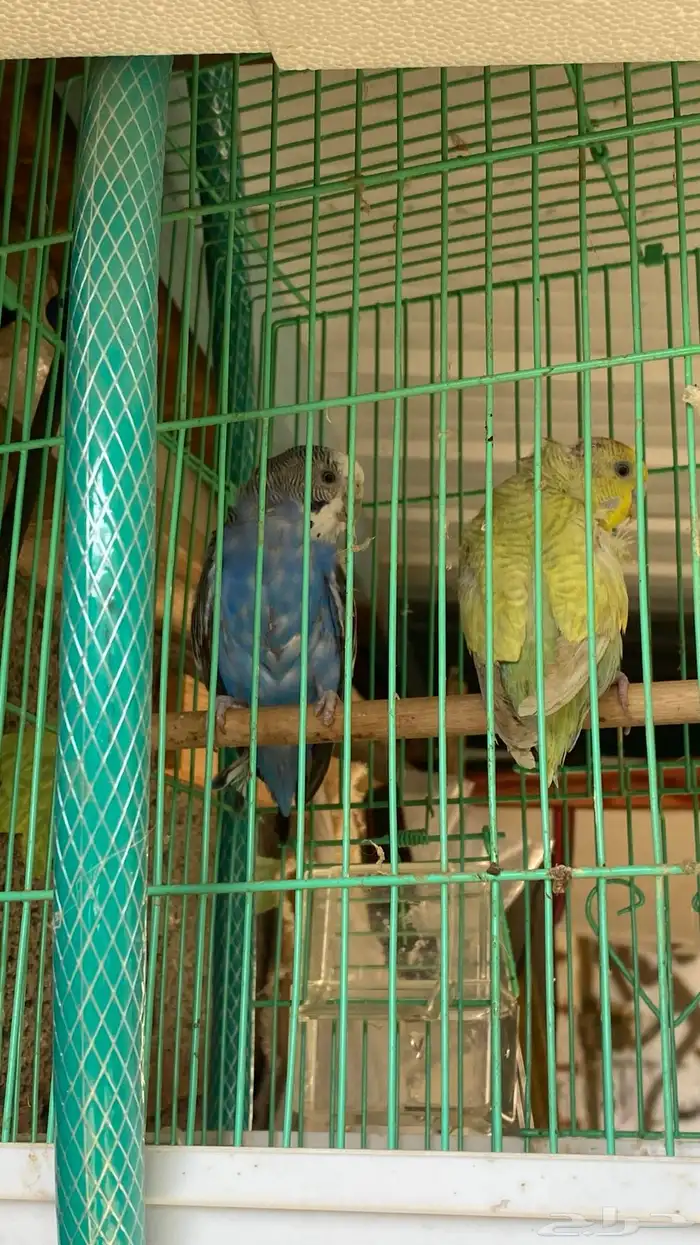 طيور بادجي مع الشبك التواصل واتساب فقط 2