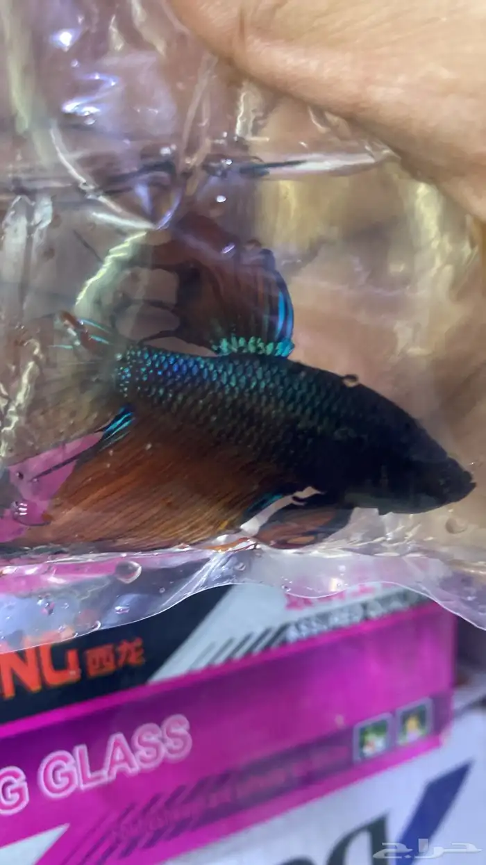 اسماك فايتر فل مون وهاف مون 8