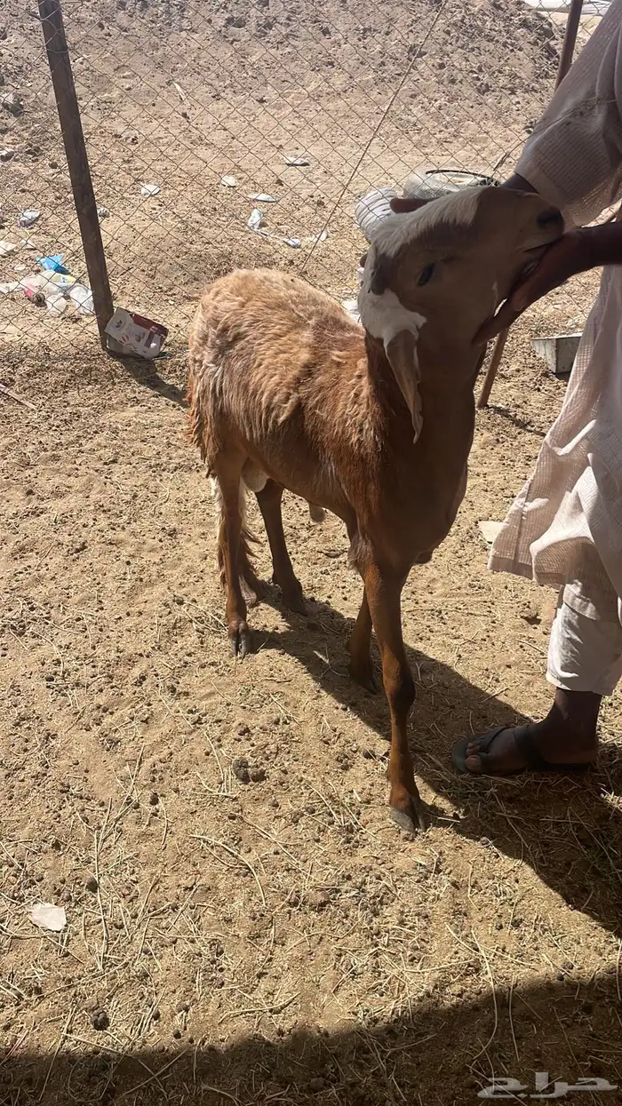 ذبائح سواكن حمري فل شحم ماشالله باسعار مناسبه 3