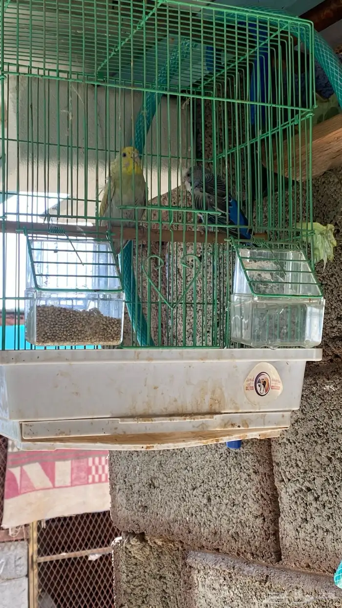 طيور بادجي مع الشبك التواصل واتساب فقط 1