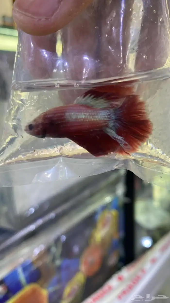 اسماك فايتر فل مون وهاف مون 12