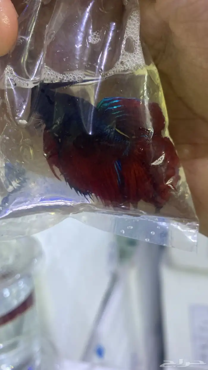 اسماك فايتر فل مون وهاف مون 10