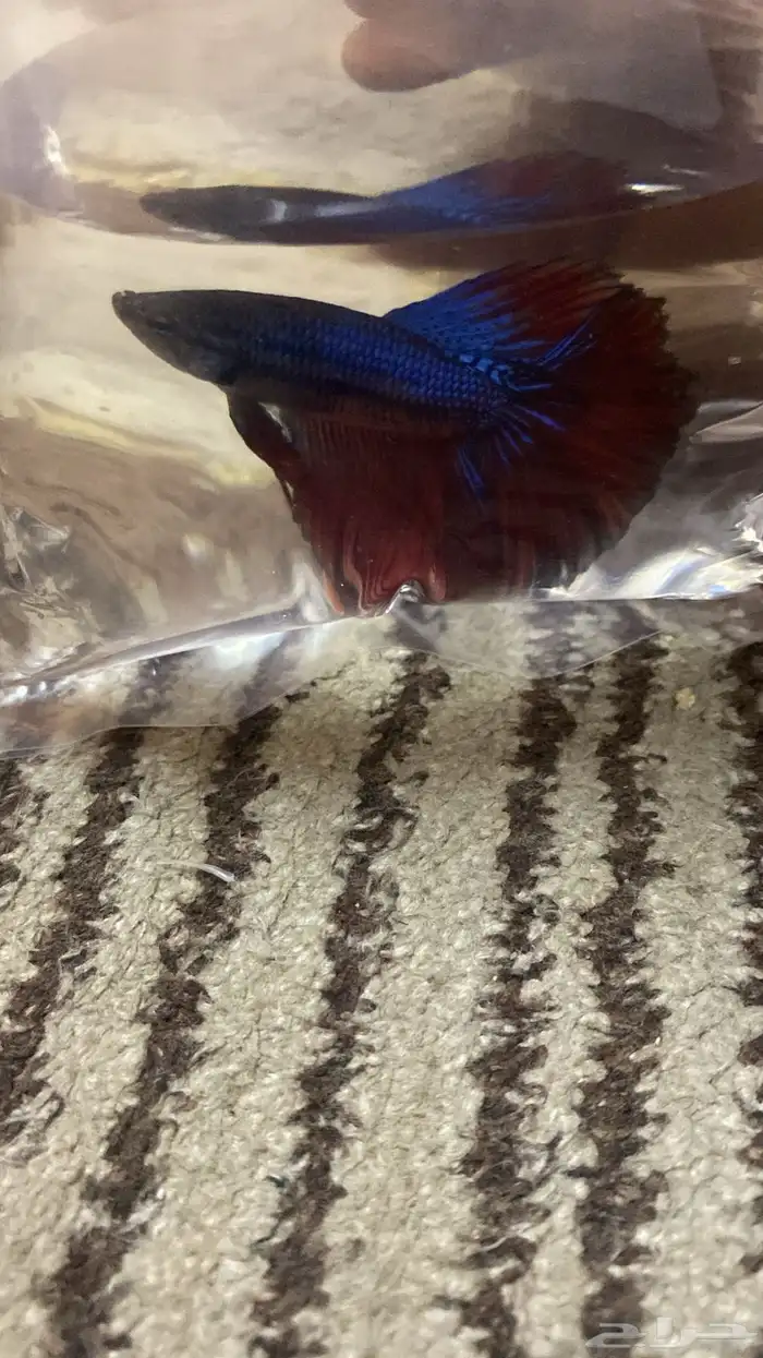 اسماك فايتر فل مون وهاف مون 11