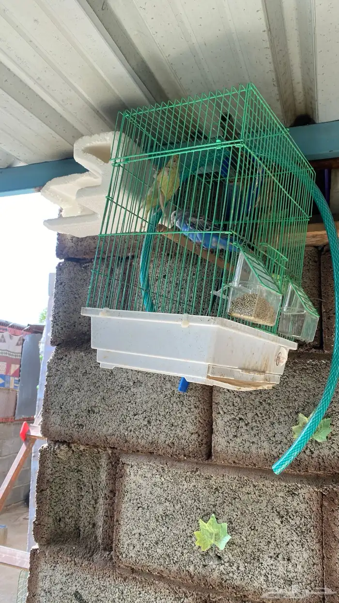 طيور بادجي مع الشبك التواصل واتساب فقط 0