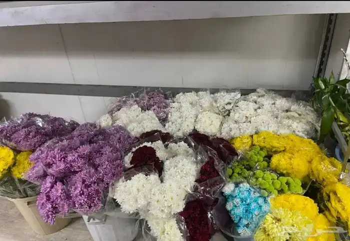 ورود بأسعار الجمله 2