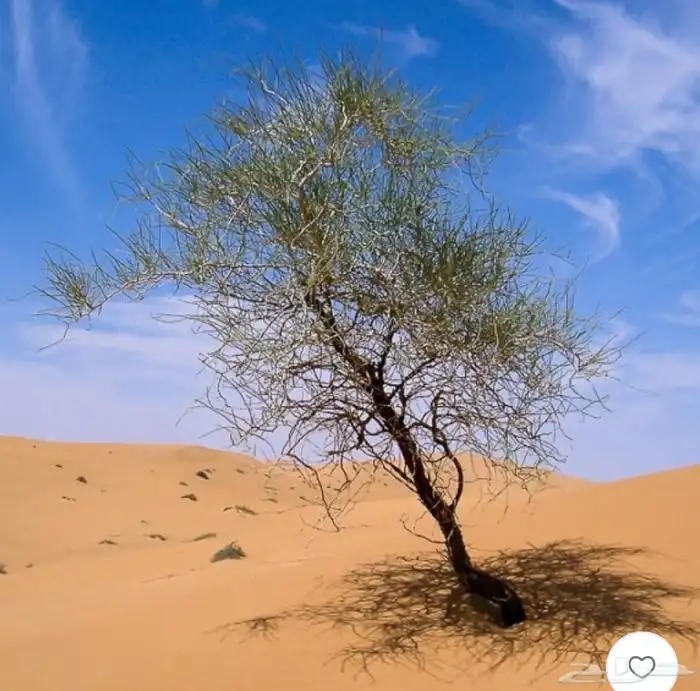 بذور ارطاء عملاق 0