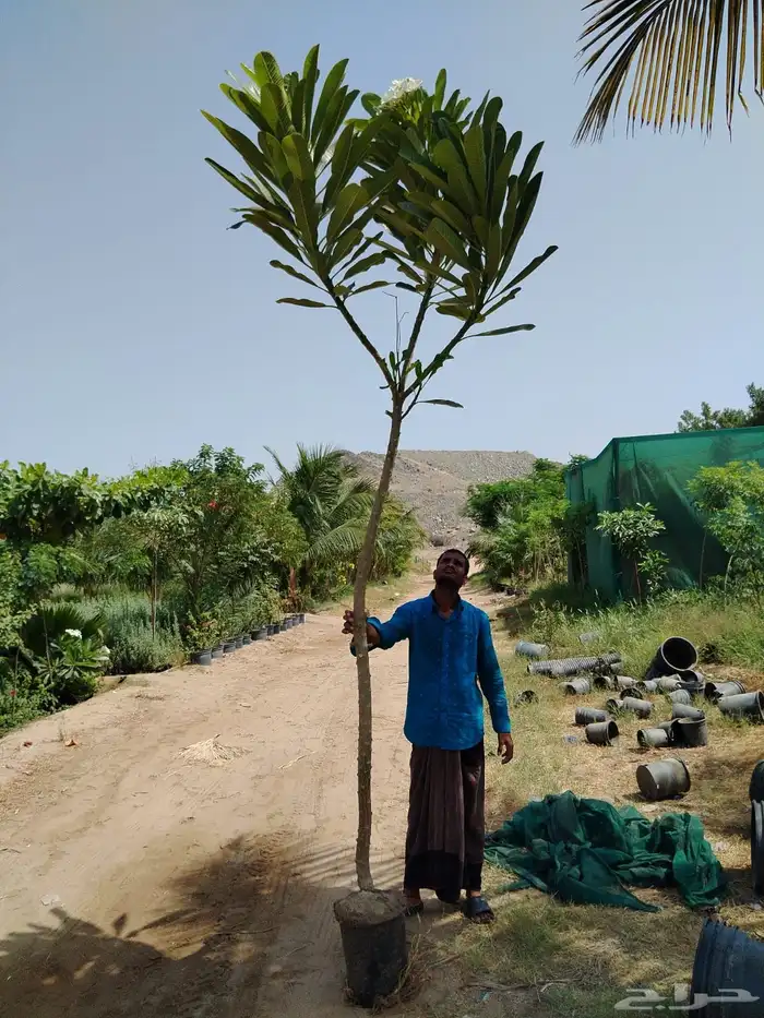 مشاتل زراعية جملة 6