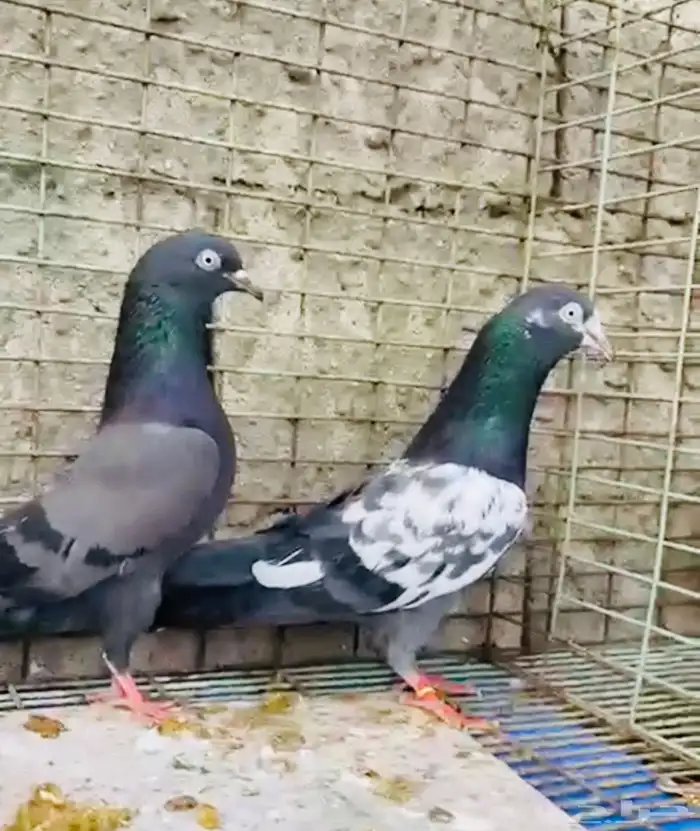 تم البيع تيدي شينا أساس منتج 0