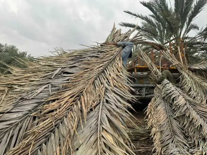 سعف نخل جريد عسيب 0