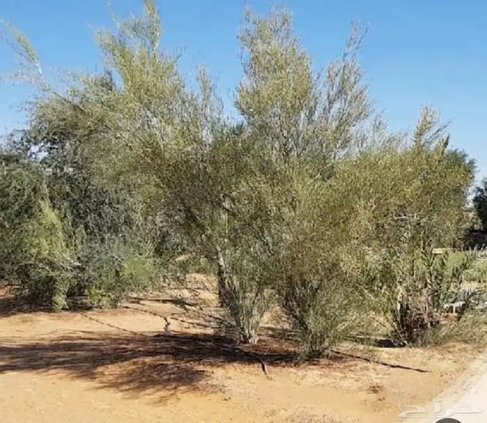 بذور ارطاء عملاق 1