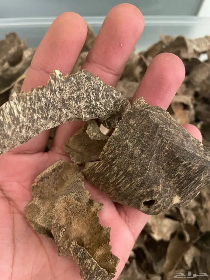 بخور طبيعي ومشرووط 9
