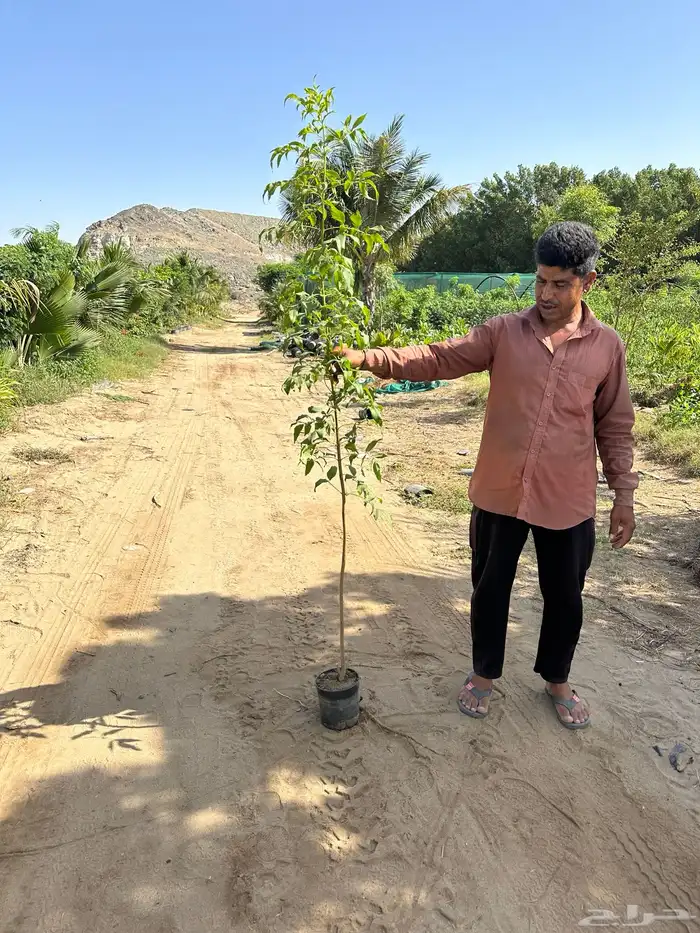 مشاتل زراعية جملة 2