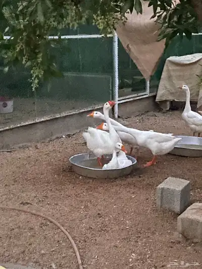 وز بلغاري 4