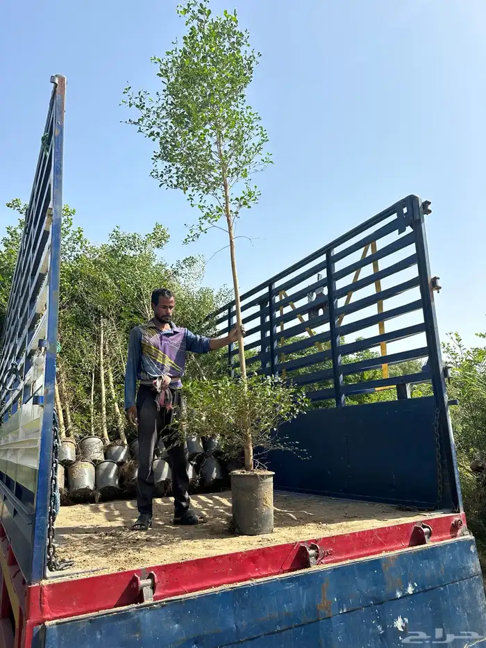 مشاتل زراعية جملة 9