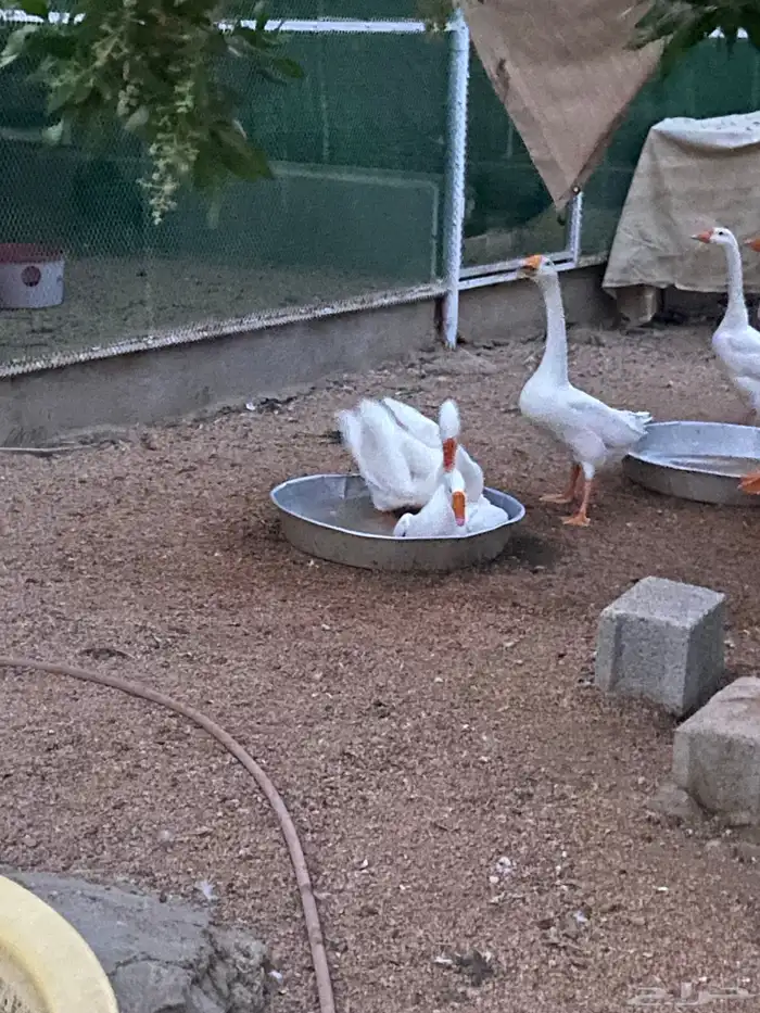 وز بلغاري 3