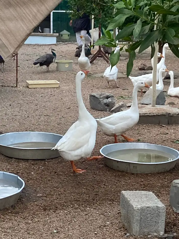 وز بلغاري 2