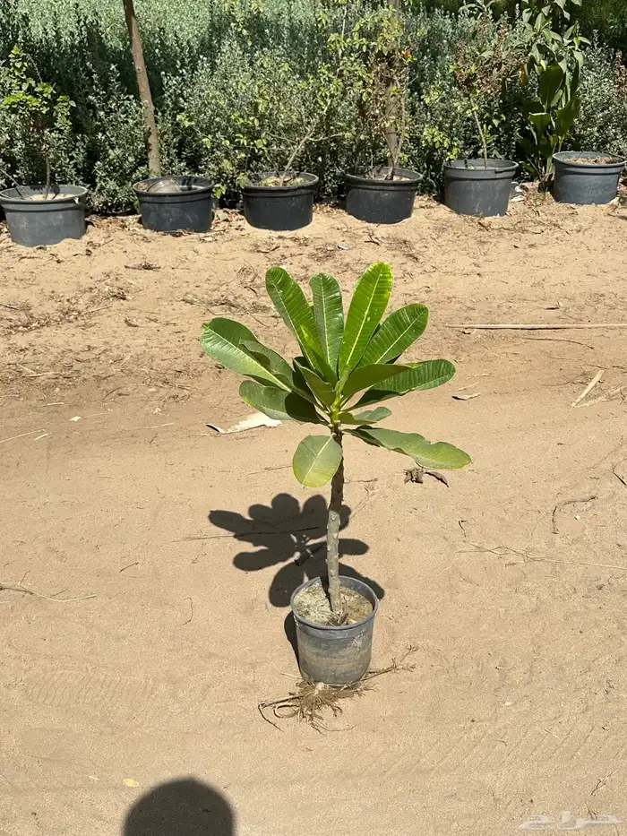 مشاتل زراعية جملة 1