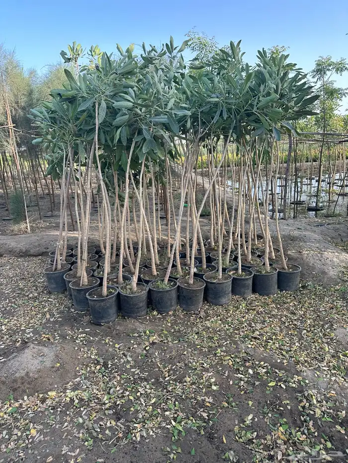 مشاتل زراعية جملة 0