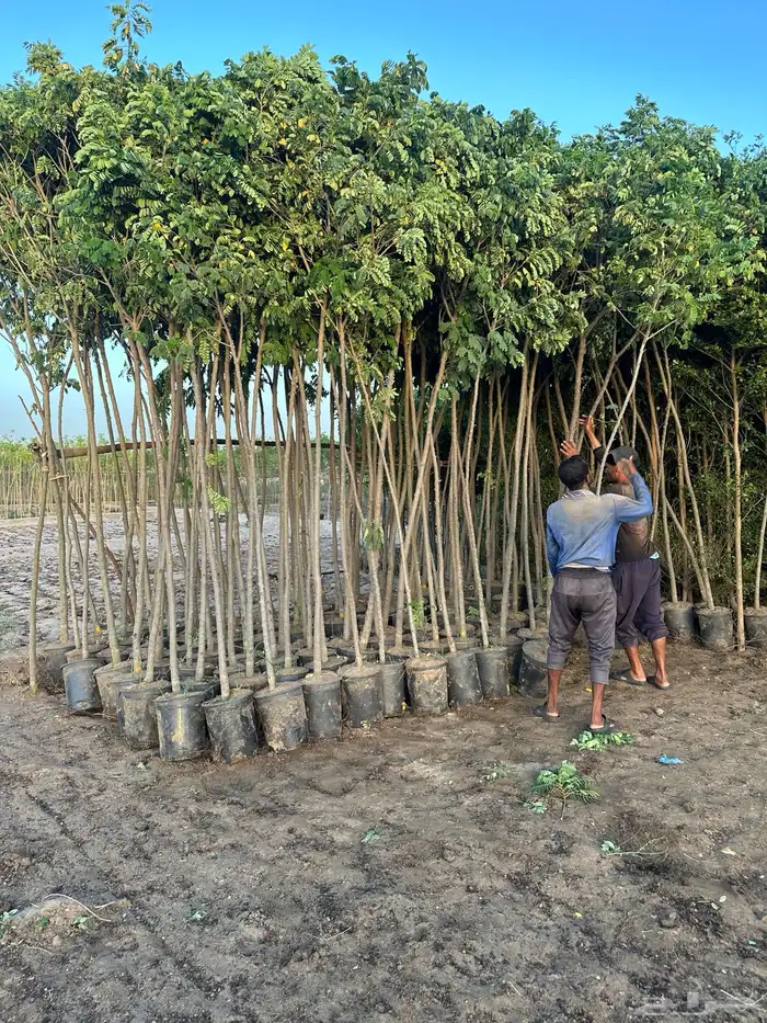 مشاتل زراعية جملة 8