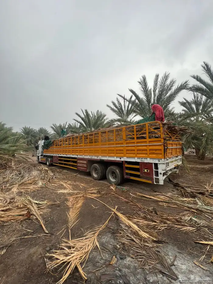 سعف نخل جريد عسيب 13