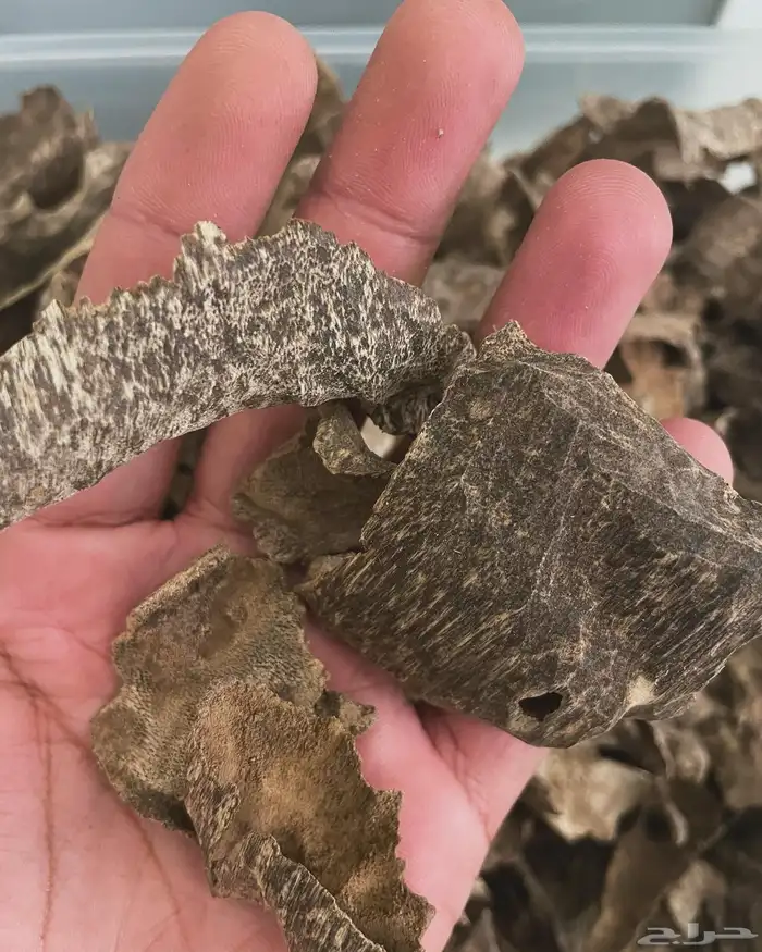 بخور طبيعي ومشرووط 6