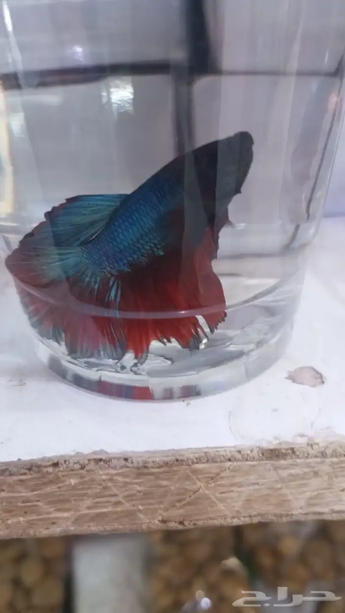 اسماك فايتر فل مون وهاف مون 13