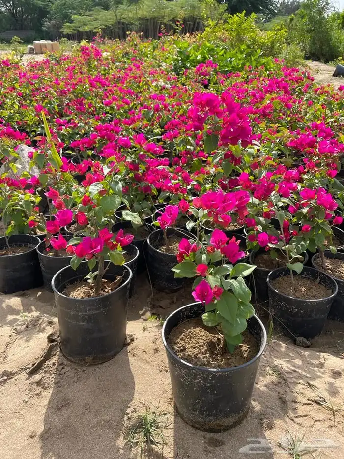 مشاتل زراعية جملة 5