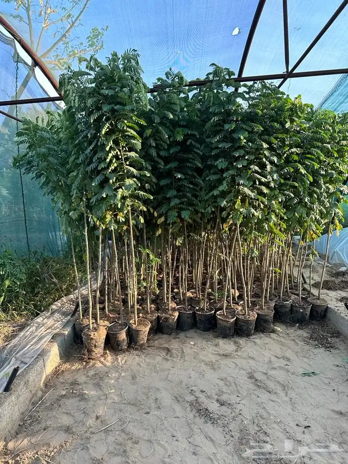 مشاتل زراعية جملة 4