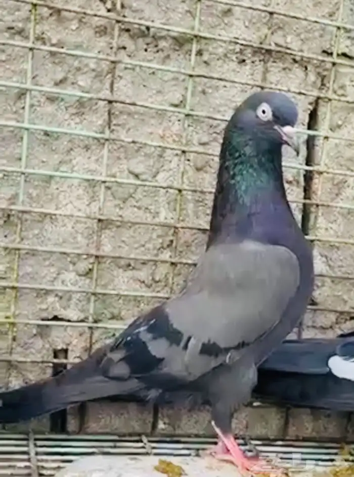 تم البيع تيدي شينا أساس منتج 2