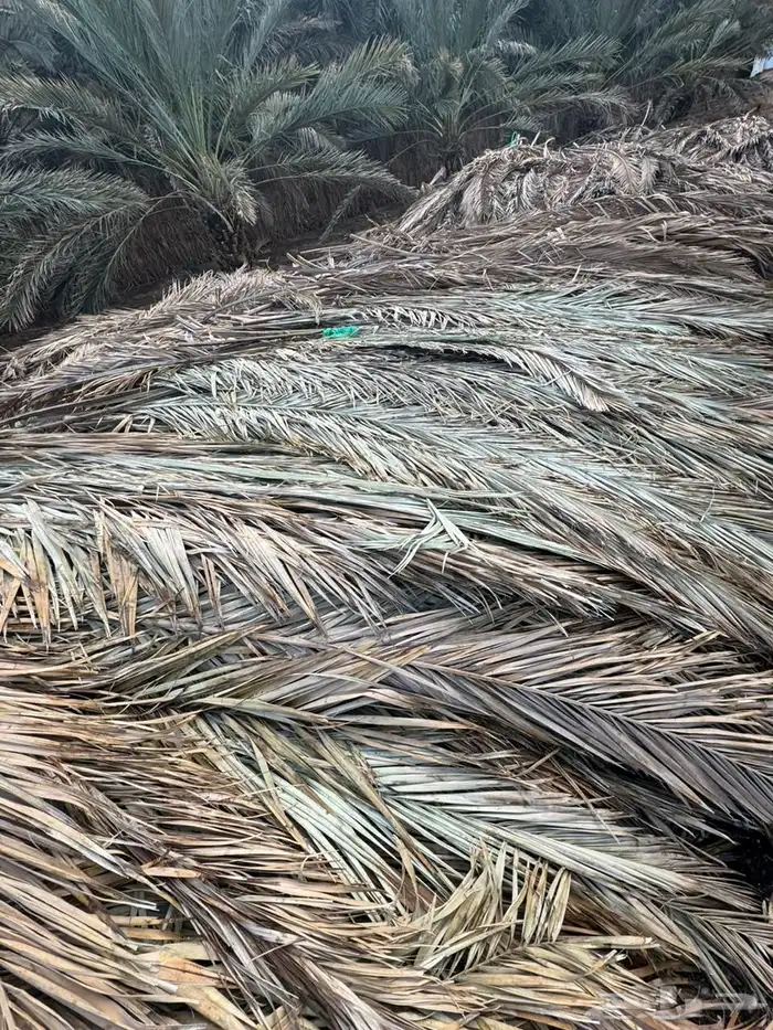 سعف نخل جريد عسيب 5