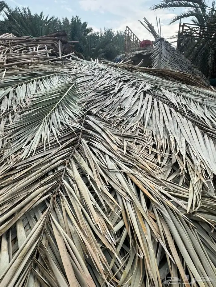 سعف نخل جريد عسيب 7