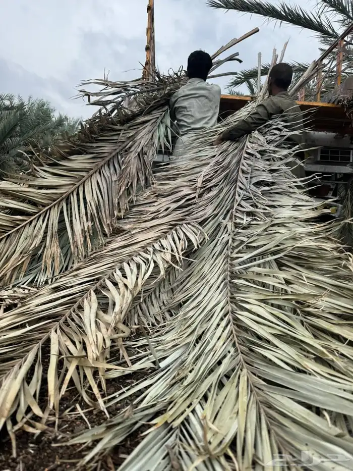 سعف نخل جريد عسيب 10