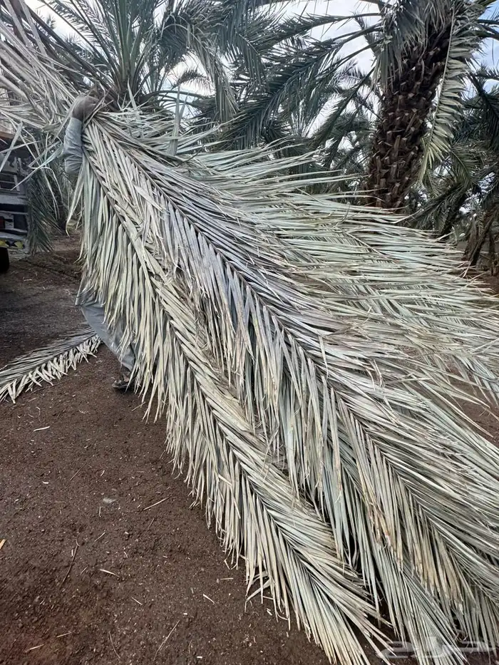 سعف نخل جريد عسيب 6
