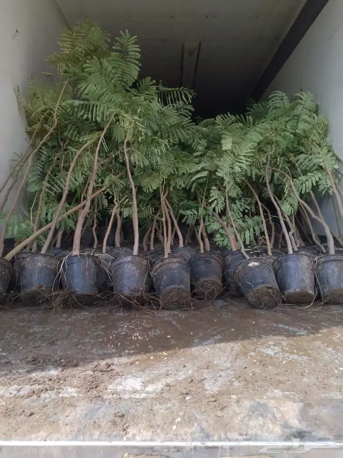 مشاتل زراعية جملة 3