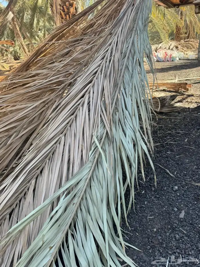 سعف نخل جريد عسيب 11