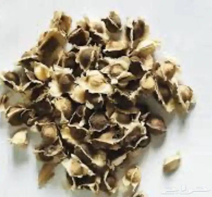بذور مورينجا 2