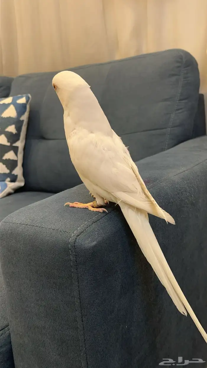 دره البينو عيون حمرا مجنونه كلام ومجنونه ولافه وهدد تم البيع 4