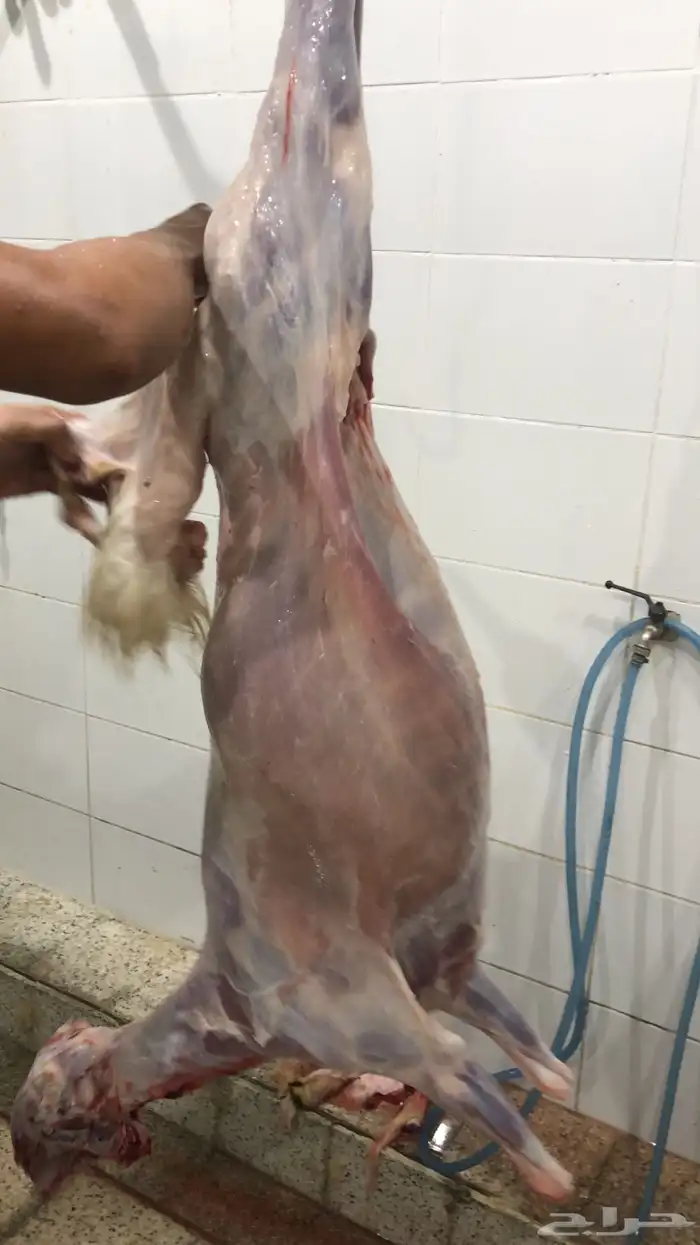طليان حري شحم ولحم نظيف جدا 7