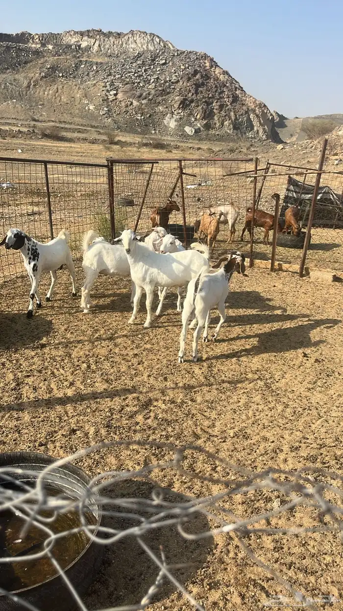 تيوس جنوبيه محايليه بيشي 0