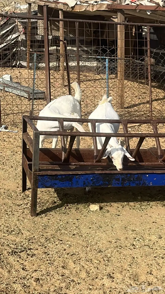 تيوس جنوبيه محايليه بيشي 1