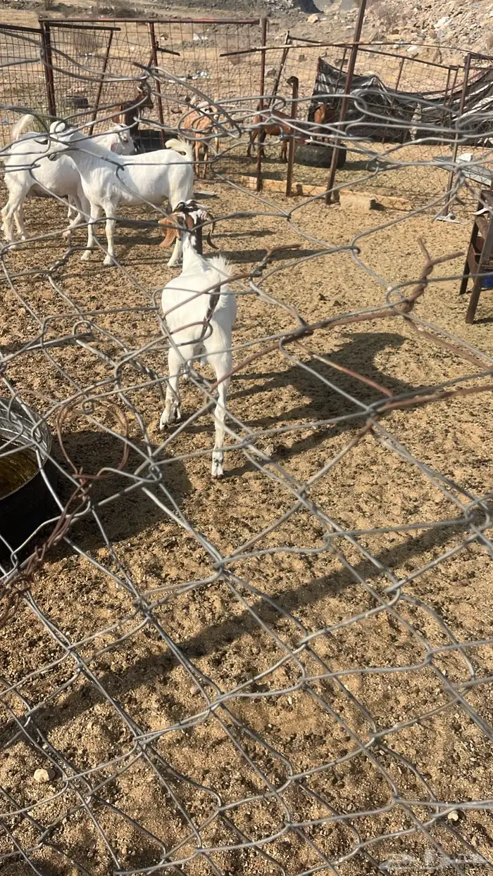 تيوس جنوبيه محايليه بيشي 4