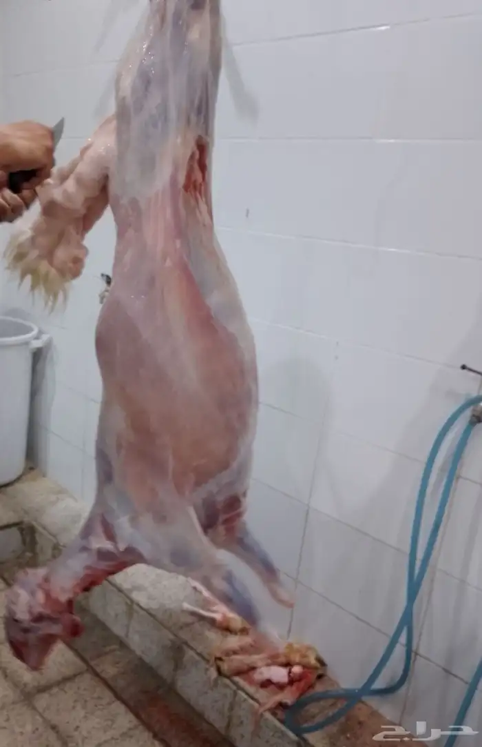 طليان حري شحم ولحم نظيف جدا 8
