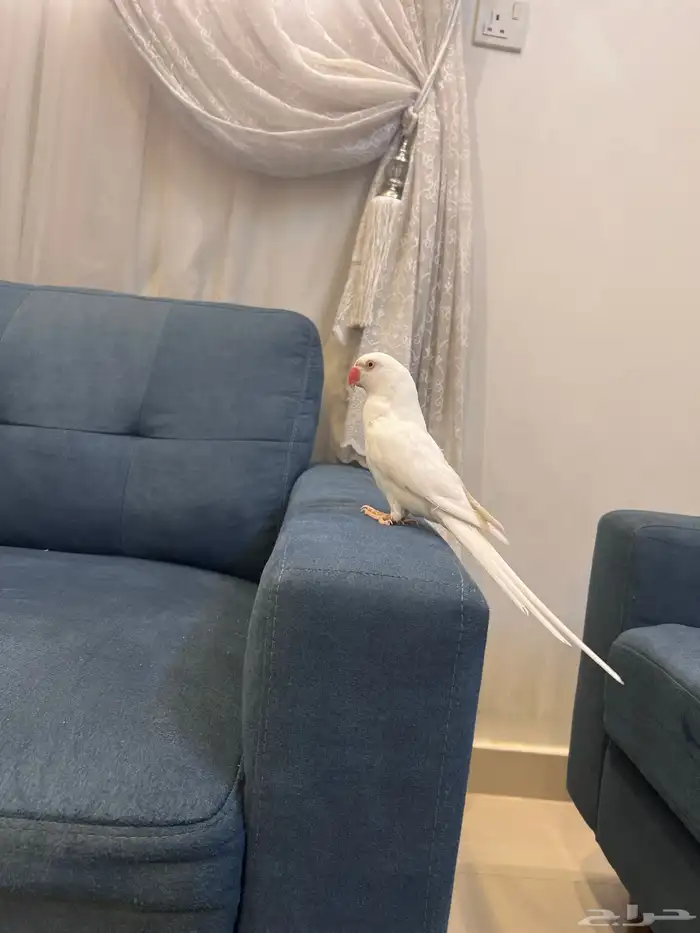 دره البينو عيون حمرا مجنونه كلام ومجنونه ولافه وهدد تم البيع 1