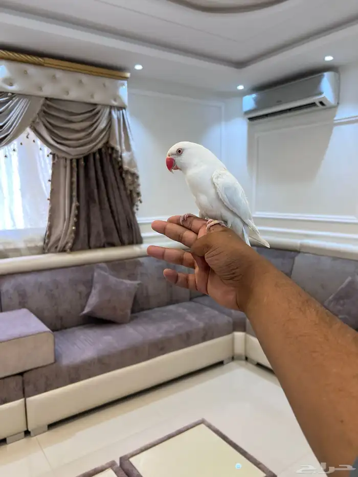 دره البينو عيون حمرا مجنونه كلام ومجنونه ولافه وهدد تم البيع 5